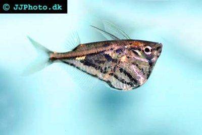 Gabel-Bellbauchfisch - Carnegiella strigata
