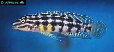Schachbrett-Schlankcichlide - Julidochromis marlieri