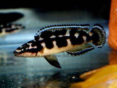 Schwarzweißer Schlankcichlide - Julidochromis transcriptus