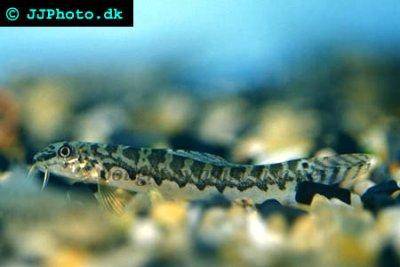 Augenfleck-Ceylonschmerle - Acanthocobitis botia