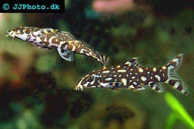 Sternchenschmerle - Botia kubotai
