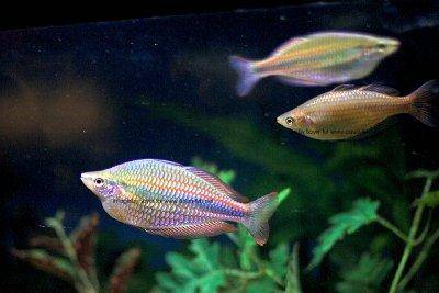 Diamant-Regenbogenfisch - Melanotaenia praecox