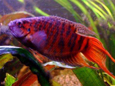 Paradiesfisch - Macropodus opercularis