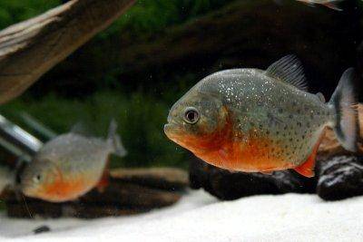 Roter Piranha - Pygocentrus nattereri