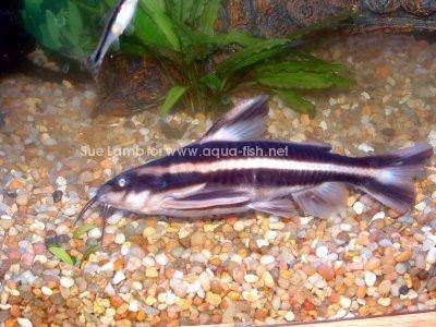 Liniendornwels - Platydoras costatus