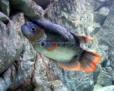 Osphronemus laticlavius
