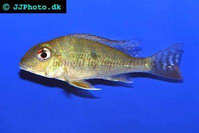 Surinam-Perlfisch - Geophagus surinamensis