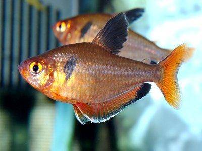 Blutsalmler - Hyphessobrycon serpae