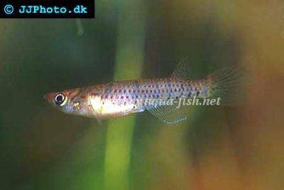 Roter Sechsbandhechtling - Epiplatys sexfasciatus