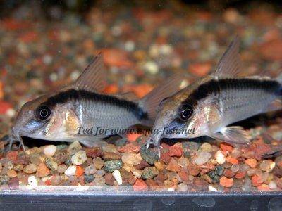 Stromlinien-Panzerwels - Corydoras arcuatus