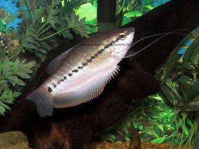 Schaufelfadenfisch - Trichogaster pectoralis