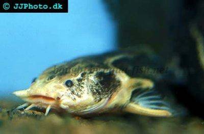Gemeiner Dornwels - Acanthodoras cataphractus
