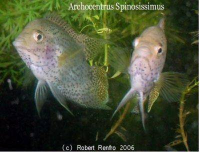 Archocentrus spinosissimus