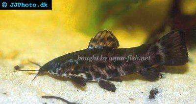 Megalechis thoracata