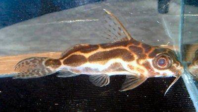 Roberts Fiederbartwels - Synodontis robertsi