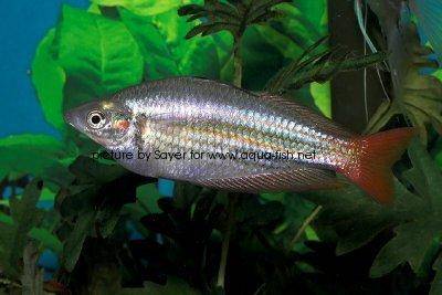 Westlicher Regenbogenfisch - Melanotaenia splendida australis