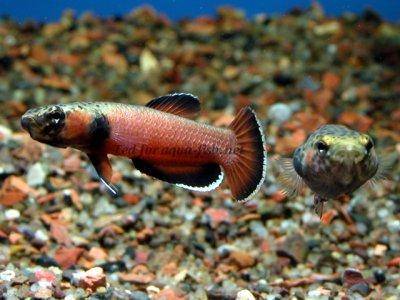 Weißsaum Zwergkampffisch - Betta albimarginata