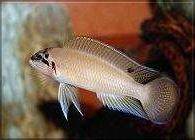 Maskenbuntbarsch - Chalinochromis brichardi