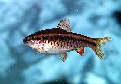 Cherry barb - Puntius titteya