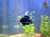 Jack dempsey cichlid