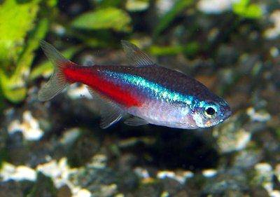 Diamantkopf-Neontetra - Paracheirodon innesi