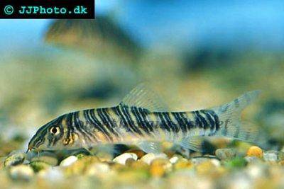 Streifenschmerle - Botia striata