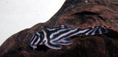 Zebra-Harnischwels - Hypancistrus zebra