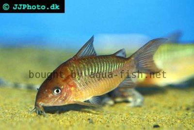 Albertini corydoras - Corydoras pantanalensis