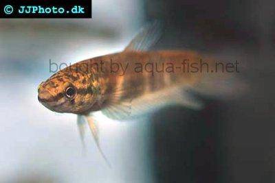 Betta breviobesus
