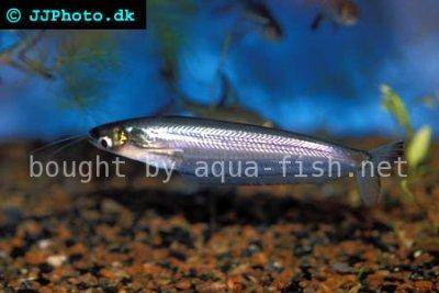 Kryptopterus cryptopterus