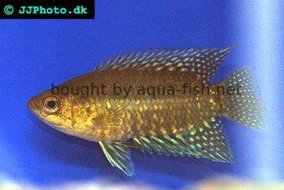 Kongobuschfisch - Microctenopoma congicum