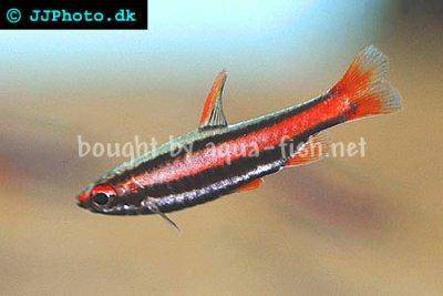 Purpurrziersalmler - Nannostomus mortenthaleri