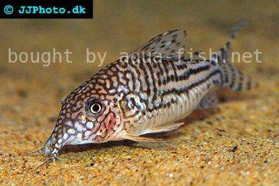 Corydoras pinheiroi