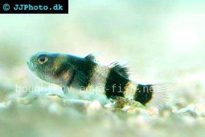 Brachygobius doriae