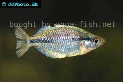 Melanotaenia kamaka