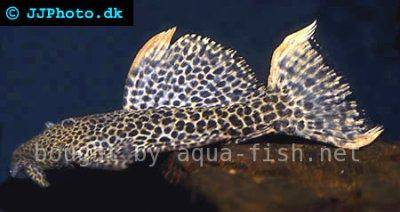 Xingu-Kaktuswels - Pseudacanthicus leopardus