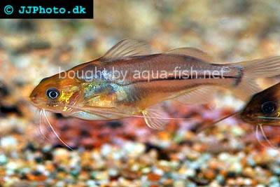 Mees Antennenwels - Brachyrhamdia meesi