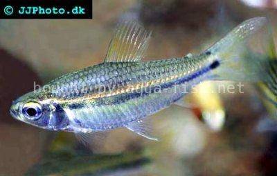 Afrikanischer Längsbandsalmler - Neolebias unifasciatus