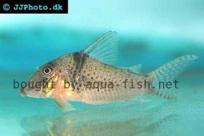 Tigerpanzerwels - Corydoras pastazensis