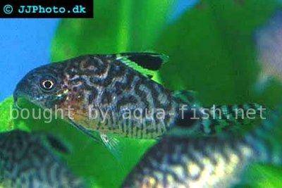 Netz-Panzerwels - Corydoras reticulatus
