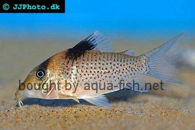 Saddle corydoras - Corydoras ephippifer