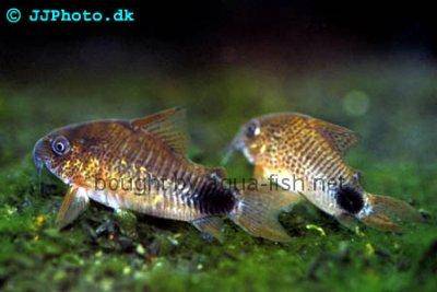 Schwanzfleck-Panzerwels - Corydoras caudimaculatus