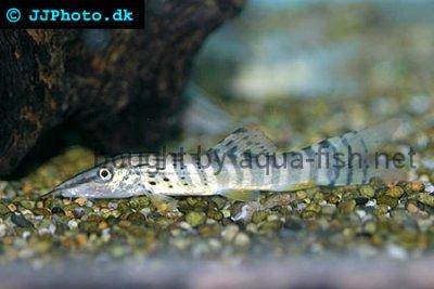 Rotflossen-Tigerschmerle - Syncrossus berdmorei