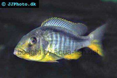 Gelber Lepturus-Buntbarsch - Buccochromis rhoadesii