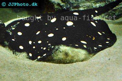 Leopolds Stachelrochen - Potamotrygon leopoldi