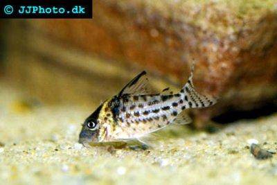 Silberstreifen-Panzerwels - Corydoras agassizii