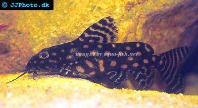 Perlhuhnwels - Synodontis angelicus