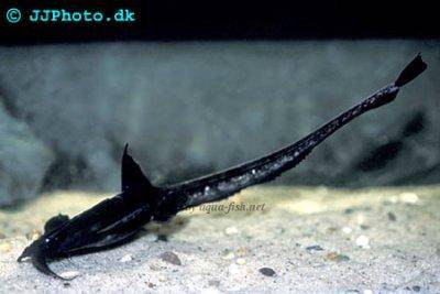 Peitschenwels - Platystacus cotylephorus