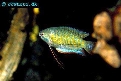 Gestreifter Fadenfisch - Colisa fasciata