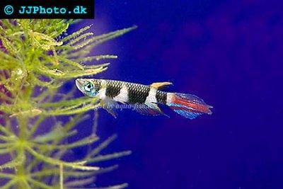 Ringelhechtling - Pseudepiplatys annulatus